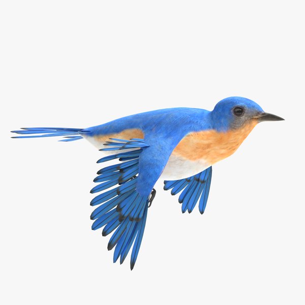 3D bluebird animations model