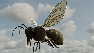 Honey Bee
