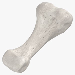 Real Proximal Phalanx Bone of Middle Toe 01 White