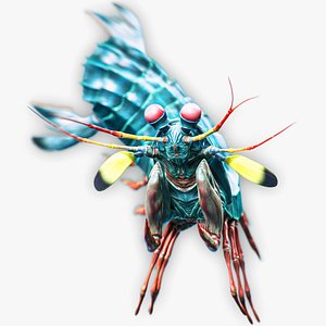Mantis Shrimp - Rex Rainbow Peacock - Underwater Monster - Crustacean Creature - 52