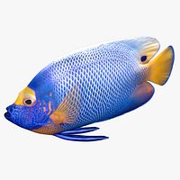 Blueface Angelfish Rigged