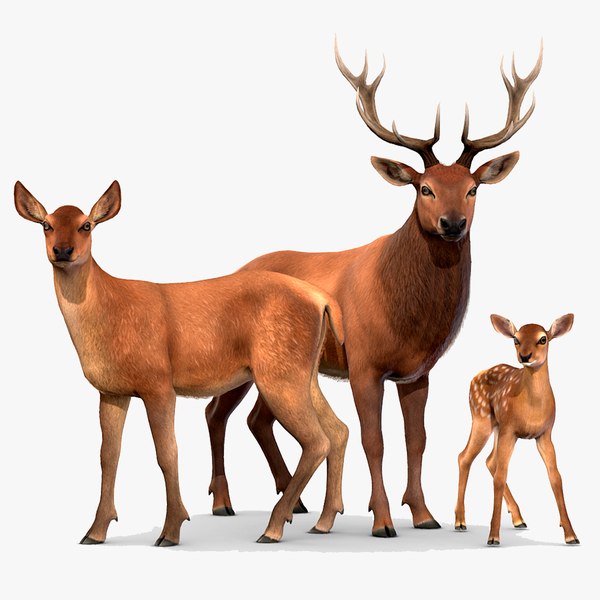 3D Red Deer Family