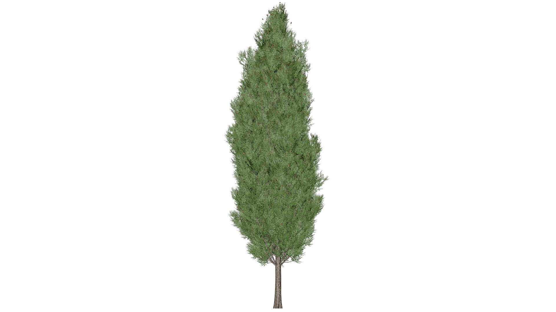 3D Italian Cypress Tree - 07 - https://p.turbosquid.com/ts-thumb/f9/mGpjhz/6Z/ic_72/png/1741787163/1920x1080/fit_q87/8d7cd6226660bad5b3d8c1df0017729d78ea24e8/ic_72.jpg