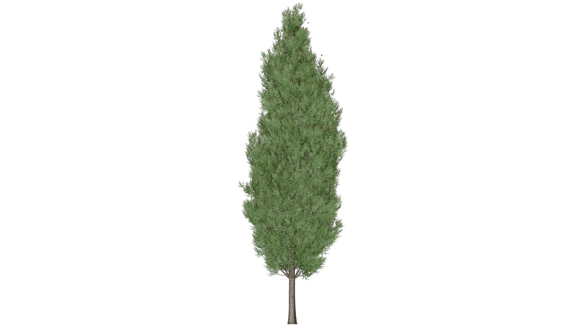 3D Italian Cypress Tree - 07 - https://p.turbosquid.com/ts-thumb/f9/mGpjhz/AL/ic_7/png/1741787162/1920x1080/fit_q87/c24cd29593677665e440e79308cb0d7046afc90f/ic_7.jpg
