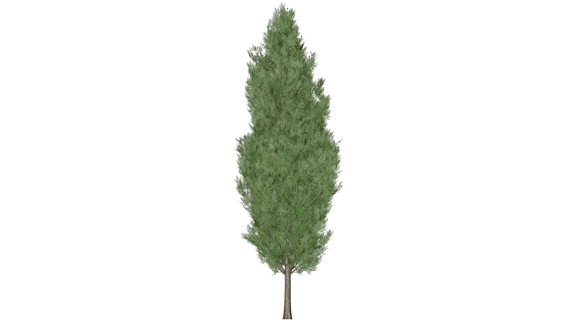 3D Italian Cypress Tree - 07 - https://p.turbosquid.com/ts-thumb/f9/mGpjhz/bE/ic_73/png/1741787163/1920x1080/fit_q87/986e4730525f97f677964c70b3e3dcb3c8a614e8/ic_73.jpg