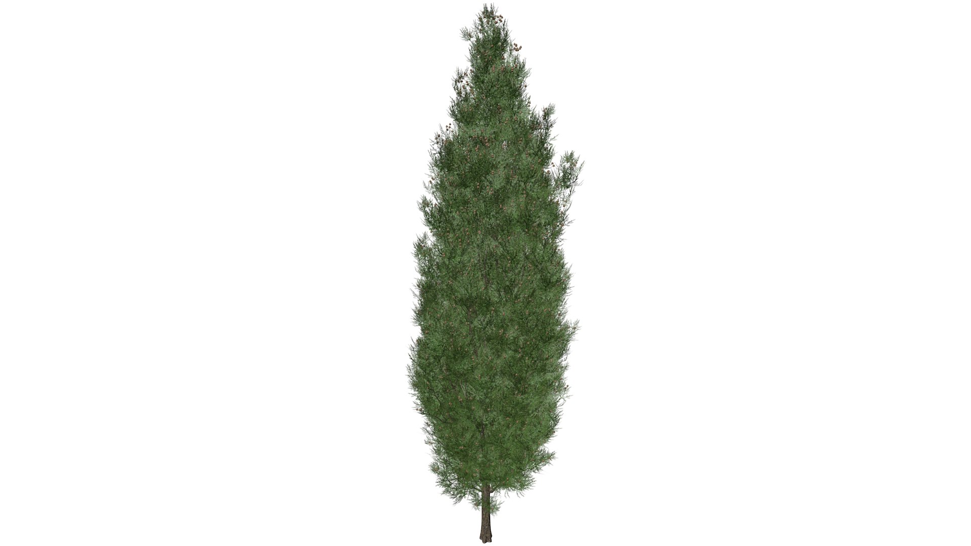3D Italian Cypress Tree - 07 - https://p.turbosquid.com/ts-thumb/f9/mGpjhz/nM/italiancypress_high30/png/1741787164/1920x1080/fit_q87/5815a839f69bc0a5c1c655a9ad05ab132db633ec/italiancypress_high30.jpg