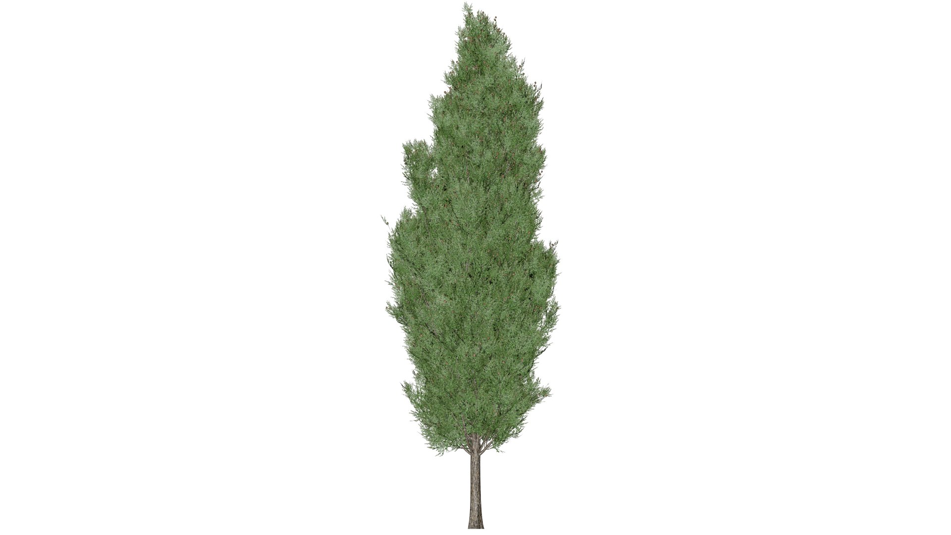 3D Italian Cypress Tree - 07 - https://p.turbosquid.com/ts-thumb/f9/mGpjhz/p1/ic_71/png/1741787162/1920x1080/fit_q87/faf339456838fddc72decf84e06c3d4752464e0b/ic_71.jpg