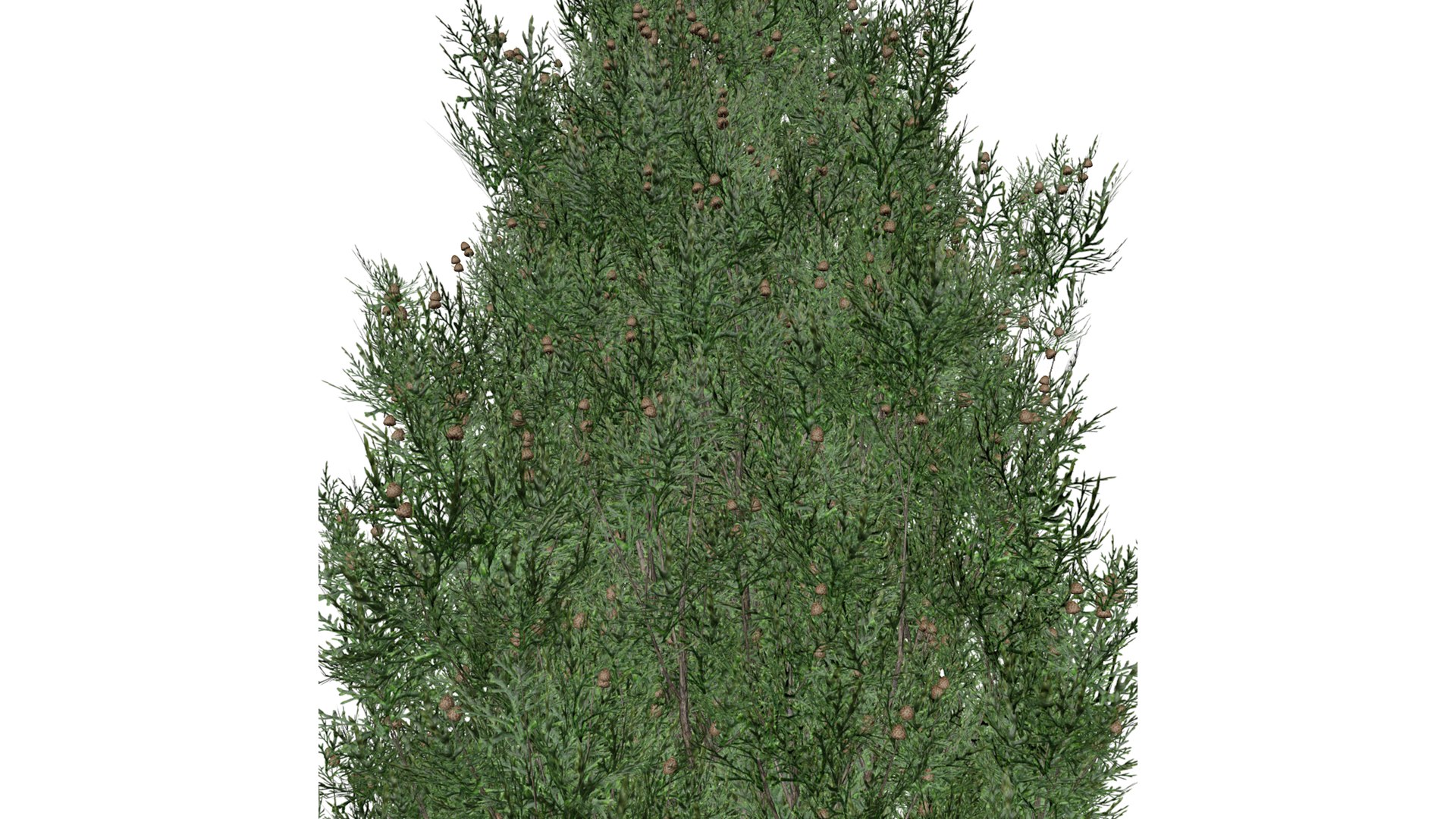 3D Italian Cypress Tree - 07 - https://p.turbosquid.com/ts-thumb/f9/mGpjhz/vD/italiancypress_high32/png/1741787166/1920x1080/fit_q87/76af9da3c8b4f10e5dc8468be609cda73a906377/italiancypress_high32.jpg