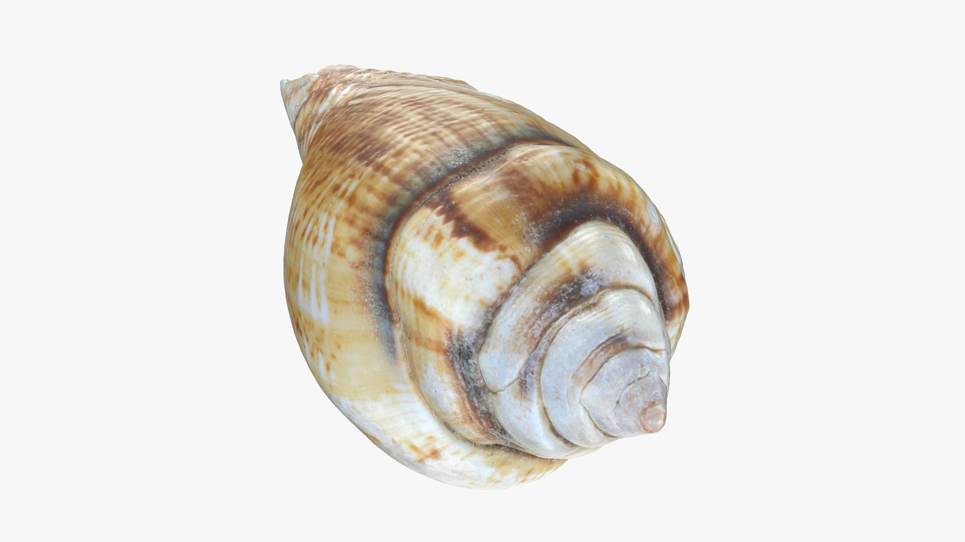 Gibberulus Gibberulus - Raw Scan 3D model https://p.turbosquid.com/ts-thumb/fA/1nxqBZ/9Y/gibberulusgibberulus_0008/png/1761644713/1920x1080/fit_q87/d106239aa1c454390fa65d5331f725cf7ae38dcf/gibberulusgibberulus_0008.jpg