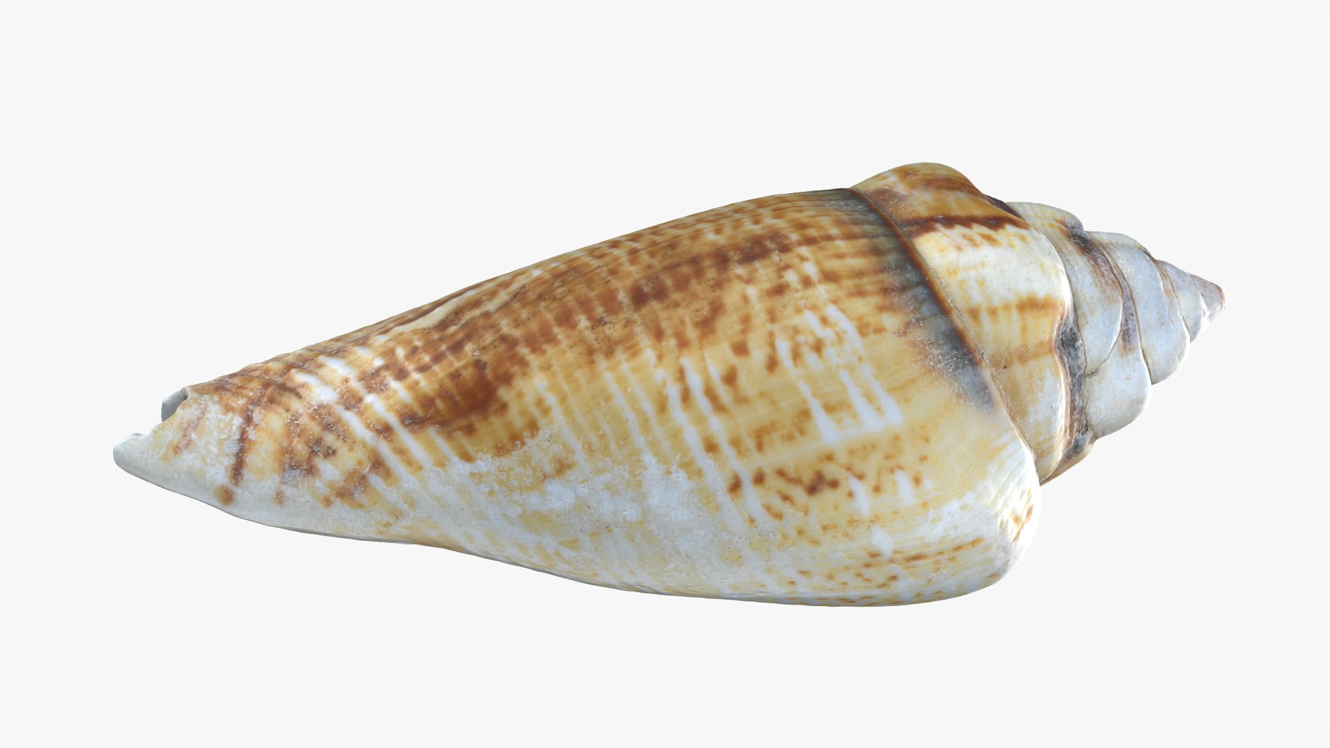 Gibberulus Gibberulus - Raw Scan 3D model https://p.turbosquid.com/ts-thumb/fA/1nxqBZ/Dd/gibberulusgibberulus_0006/png/1761644716/1920x1080/fit_q87/784cf0df8f9d3fbcbb457d75605e8552b6bc1ea7/gibberulusgibberulus_0006.jpg
