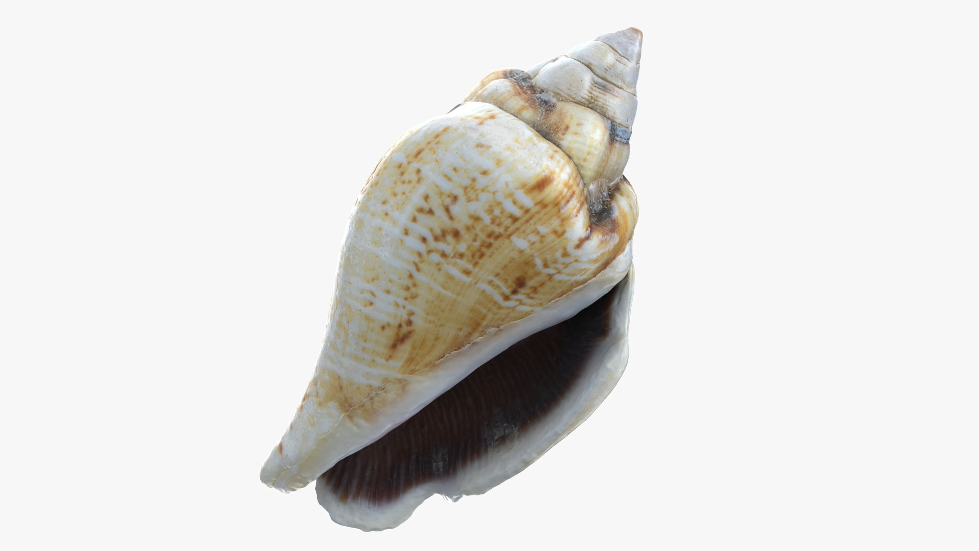 Gibberulus Gibberulus - Raw Scan 3D model https://p.turbosquid.com/ts-thumb/fA/1nxqBZ/Ma/gibberulusgibberulus_0007/png/1761644712/1920x1080/fit_q87/885e9d51bdb8d875a78ca302ec93c252a570870b/gibberulusgibberulus_0007.jpg