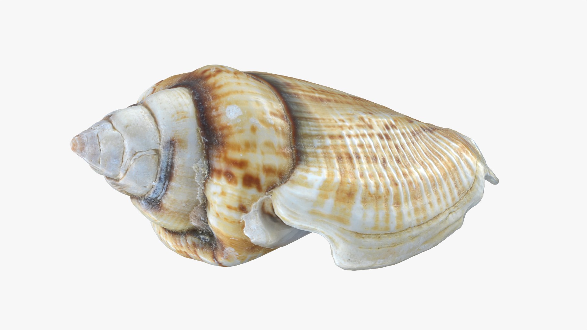 Gibberulus Gibberulus - Raw Scan 3D model https://p.turbosquid.com/ts-thumb/fA/1nxqBZ/VL/gibberulusgibberulus_0009/png/1761644743/1920x1080/fit_q87/c13326fd02d71cb71481a6ac5cc73f6a59c0ca65/gibberulusgibberulus_0009.jpg