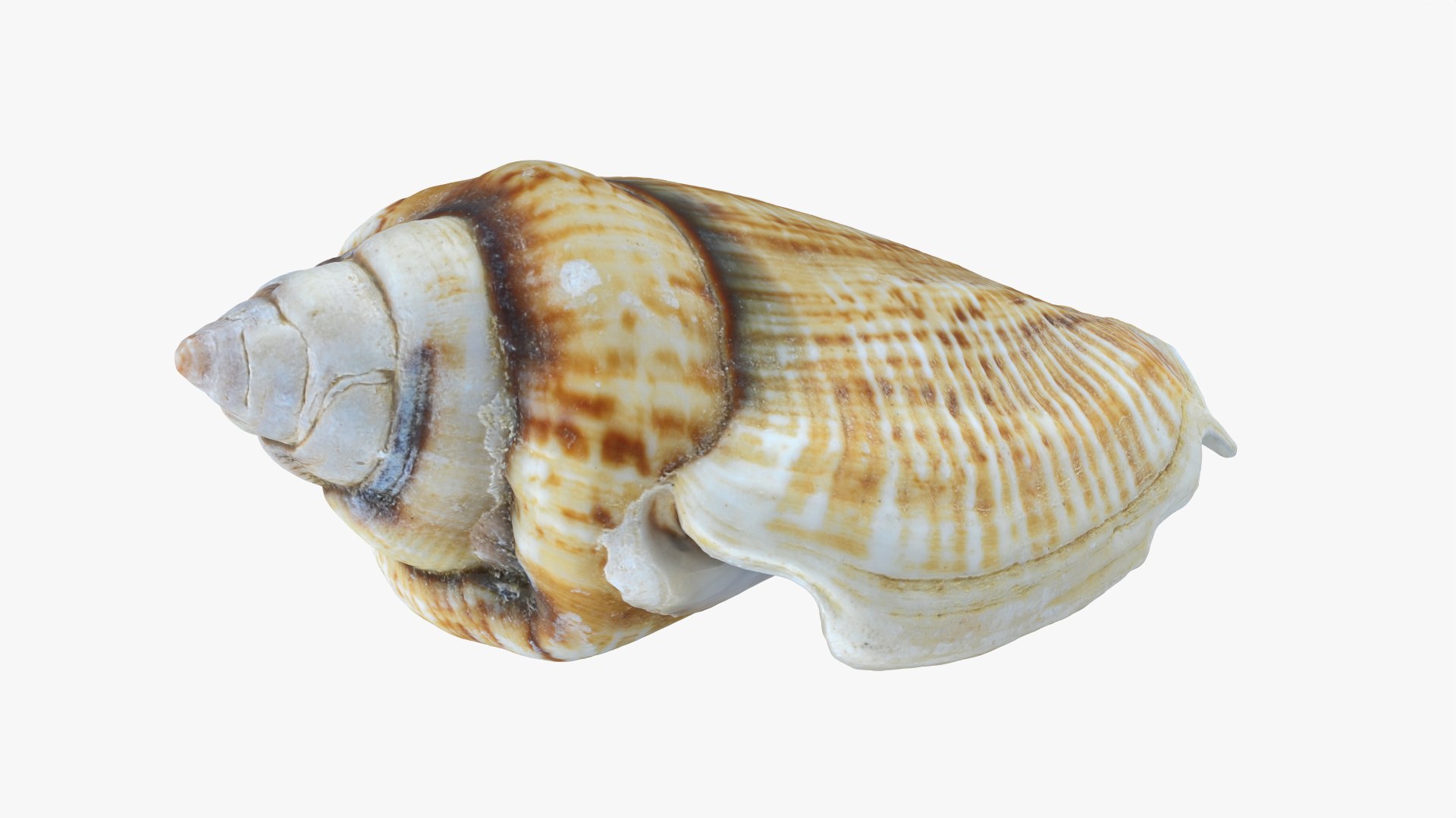 Gibberulus Gibberulus - Raw Scan 3D model https://p.turbosquid.com/ts-thumb/fA/1nxqBZ/cp/gibberulusgibberulus_0009b/png/1761644746/1920x1080/fit_q87/0370a3b81f683fbd6de088310dc79eb7ba92c475/gibberulusgibberulus_0009b.jpg