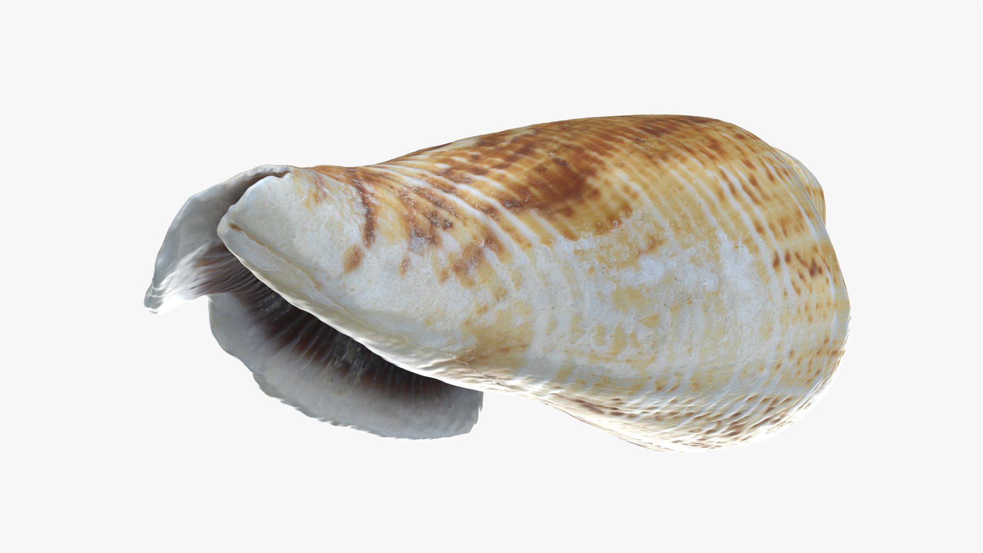 Gibberulus Gibberulus - Raw Scan 3D model https://p.turbosquid.com/ts-thumb/fA/1nxqBZ/it/gibberulusgibberulus_0010/png/1761644743/1920x1080/fit_q87/c5699b3ea7bfd83e9000c7c86646f0115c2cfc5c/gibberulusgibberulus_0010.jpg