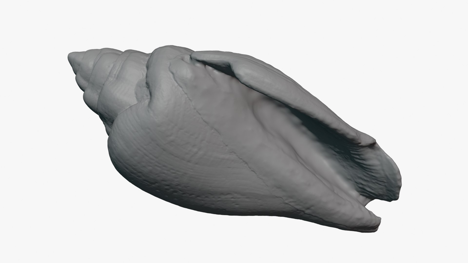 Gibberulus Gibberulus - Raw Scan 3D model https://p.turbosquid.com/ts-thumb/fA/1nxqBZ/j6/gibberulusgibberulus_0012b/png/1761644748/1920x1080/fit_q87/5e6306bfe27a7d013cba53673131412781f30aa3/gibberulusgibberulus_0012b.jpg