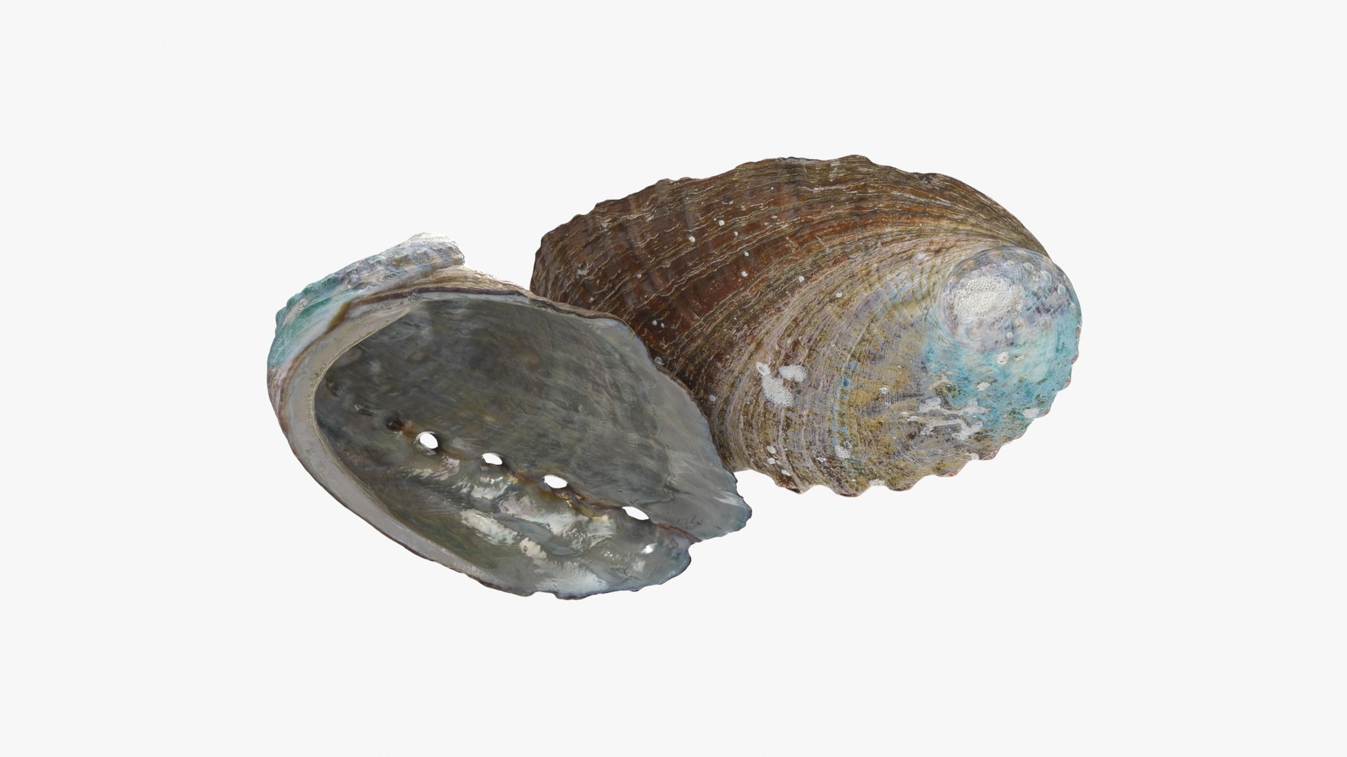 3D Abalone Shell 01 Pose2 Model - TurboSquid 2328381