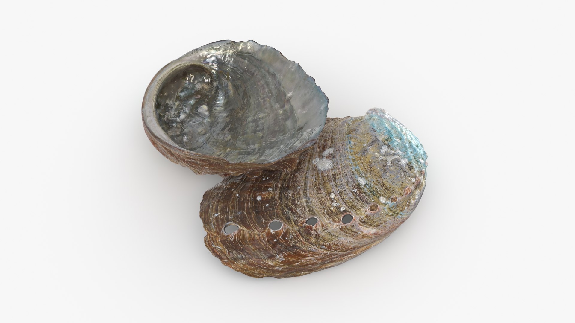 3D Abalone Shell 01 Pose2 Model - TurboSquid 2328381
