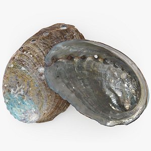 Abalone Shell Pose2