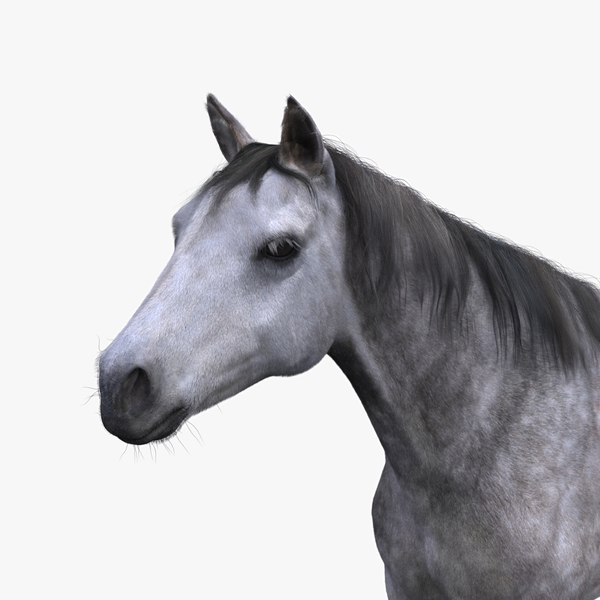 3D model horse fur