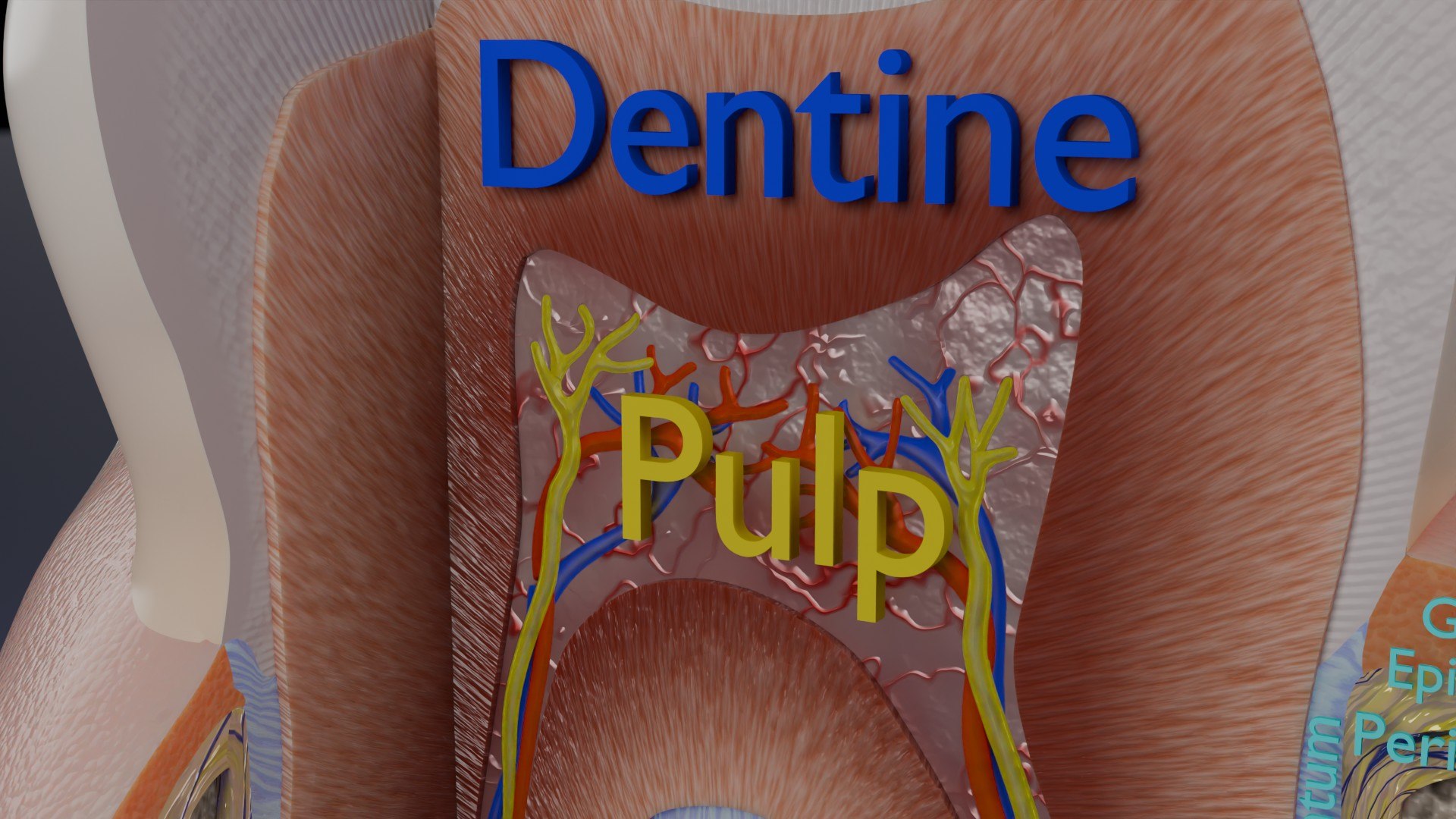 3D Teeth schematic cut sectional labelled https://p.turbosquid.com/ts-thumb/fA/Tx1IQt/11/aa0006/jpg/1746437653/1920x1080/fit_q87/140e711850492df1434c401b5cee200358e517ab/aa0006.jpg