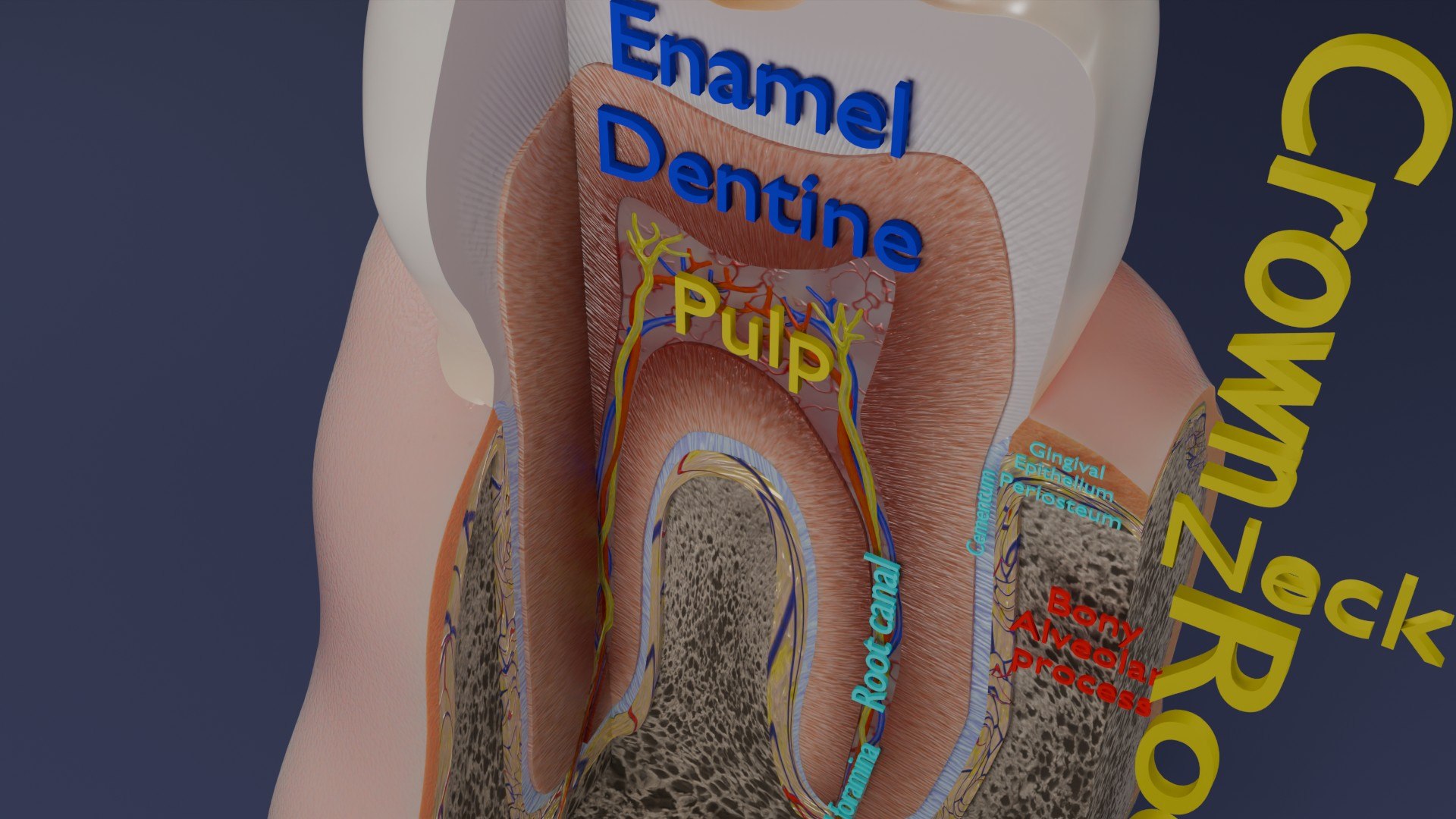 3D Teeth schematic cut sectional labelled https://p.turbosquid.com/ts-thumb/fA/Tx1IQt/5g/aa0005/jpg/1746437651/1920x1080/fit_q87/5d515db6c3a38ffe9055dc5f5bccd33d2714c01a/aa0005.jpg