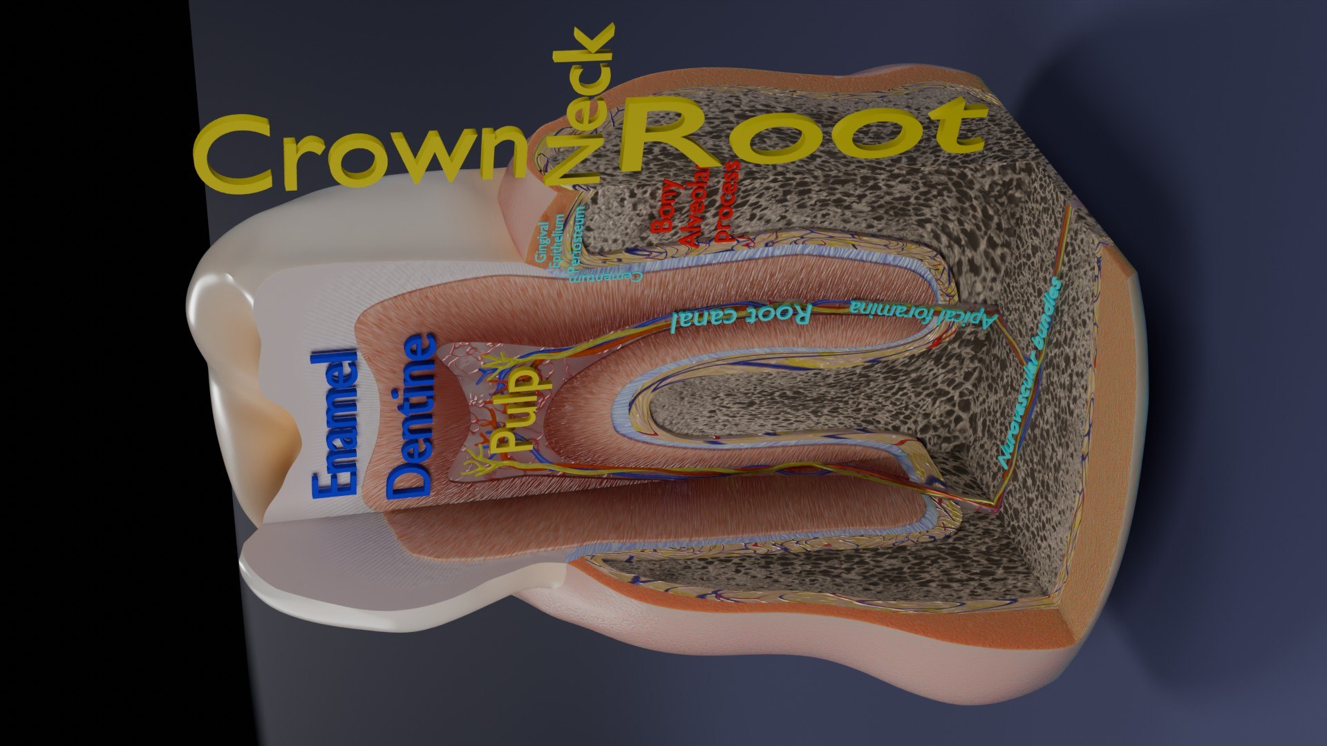 3D Teeth schematic cut sectional labelled https://p.turbosquid.com/ts-thumb/fA/Tx1IQt/9l/aa0011/jpg/1746437659/1920x1080/fit_q87/68fe381d582b6c02e60f339c027d0df2491a21c4/aa0011.jpg
