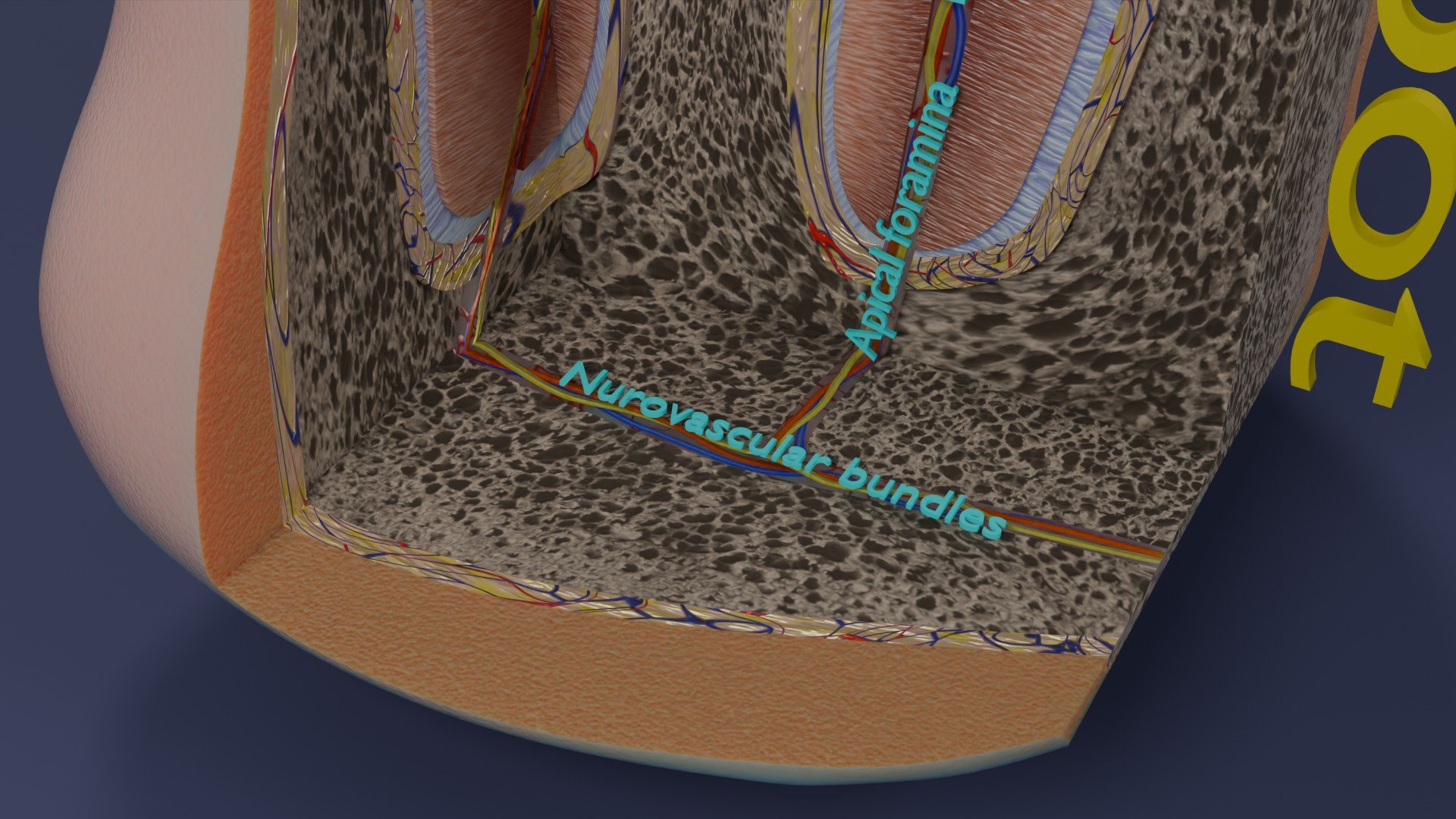 3D Teeth schematic cut sectional labelled https://p.turbosquid.com/ts-thumb/fA/Tx1IQt/As/aa0008/jpg/1746437655/1920x1080/fit_q87/50fa950ce6995b1ebc708fb2100bfea70e58b17c/aa0008.jpg