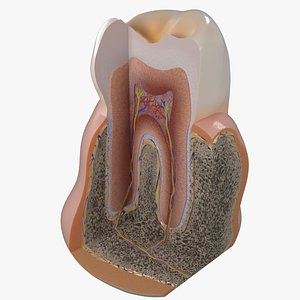 3D Teeth schematic cut sectional labelled