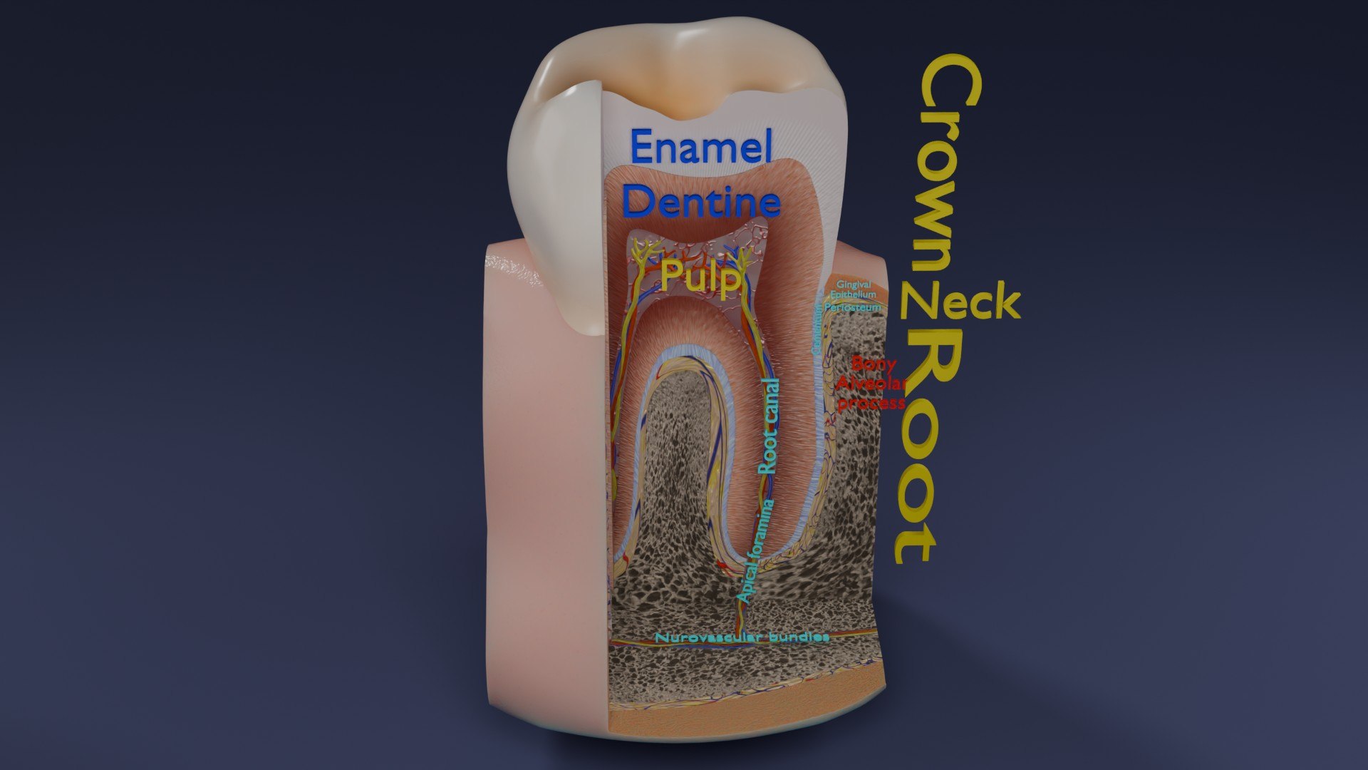 3D Teeth schematic cut sectional labelled https://p.turbosquid.com/ts-thumb/fA/Tx1IQt/Cm/aa0002/jpg/1746437648/1920x1080/fit_q87/65711c2733dcbf38aed94d21d0f54e33e0a884b5/aa0002.jpg