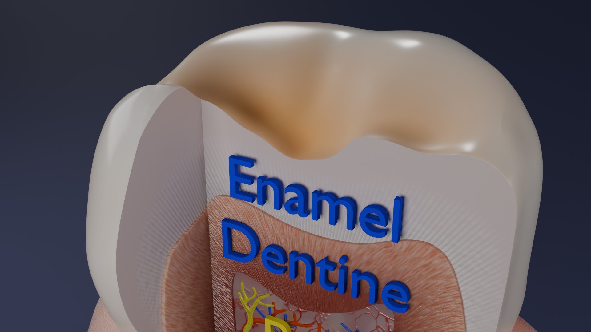 3D Teeth schematic cut sectional labelled https://p.turbosquid.com/ts-thumb/fA/Tx1IQt/IT/aa0004/jpg/1746437650/1920x1080/fit_q87/b9d42d9952e00ccaaf53ae980f3724e3f2edc726/aa0004.jpg