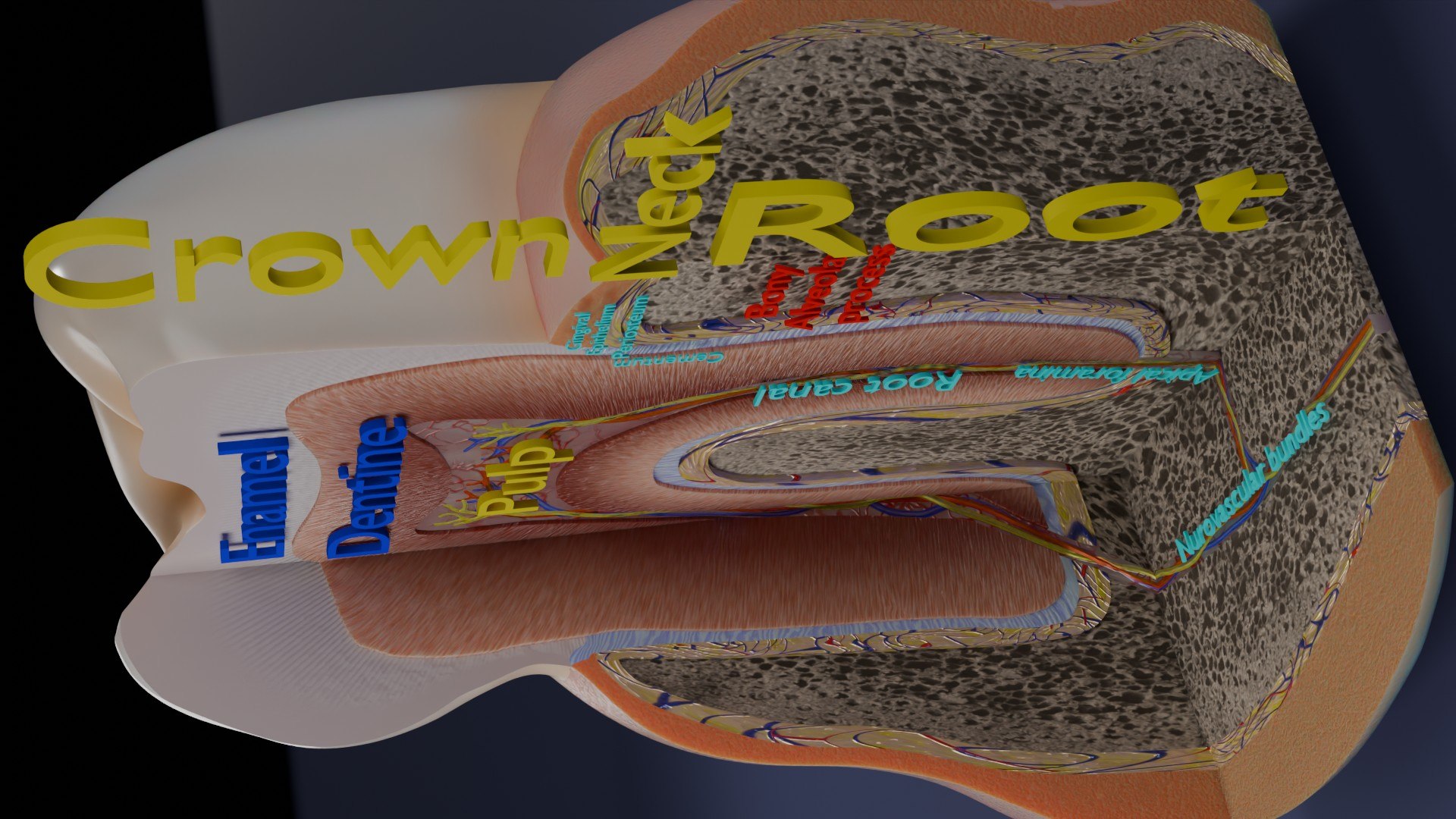 3D Teeth schematic cut sectional labelled https://p.turbosquid.com/ts-thumb/fA/Tx1IQt/Mk/aa0012/jpg/1746437661/1920x1080/fit_q87/113a9606696e1101b85e6c7c0e7ad5d8883940d3/aa0012.jpg