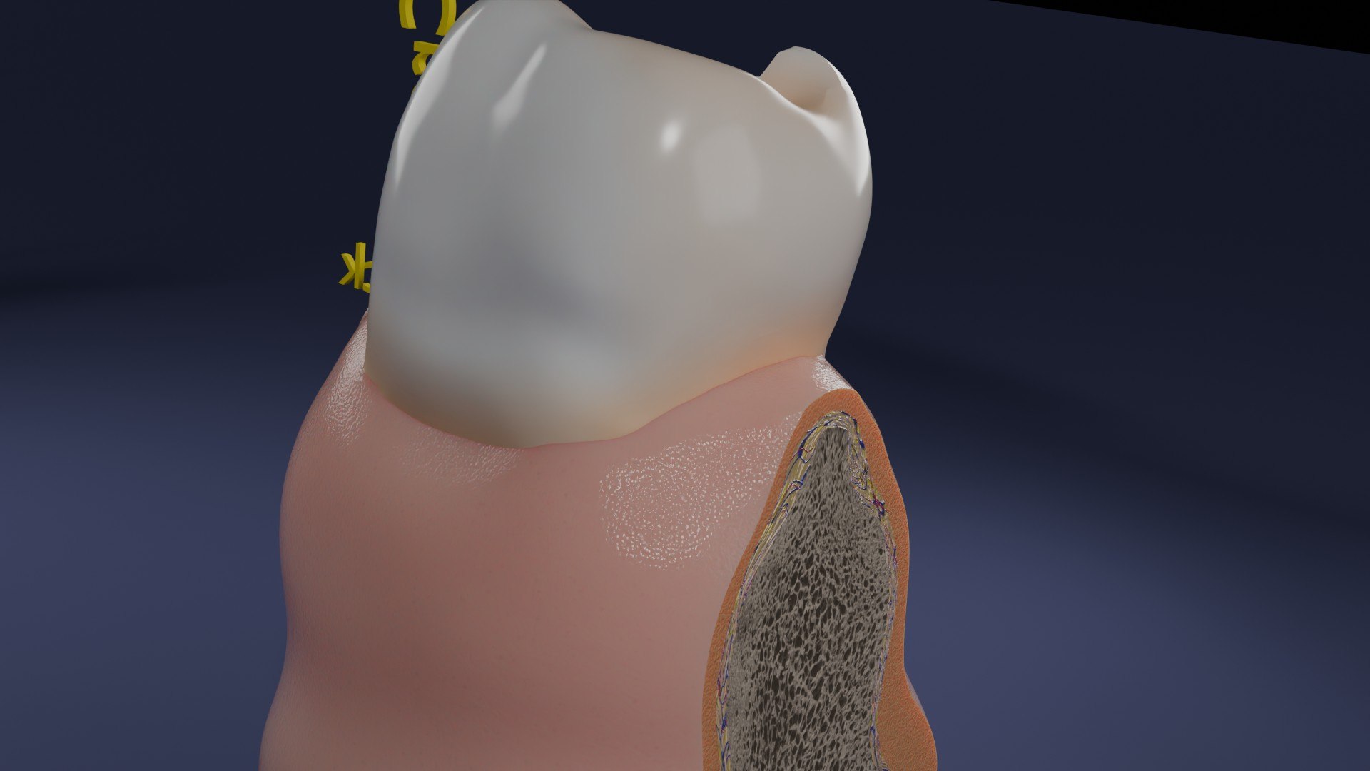 3D Teeth schematic cut sectional labelled https://p.turbosquid.com/ts-thumb/fA/Tx1IQt/OU/aa0016/jpg/1746437665/1920x1080/fit_q87/f19ce07e44d3303f45882dece5a74c95b52744c5/aa0016.jpg
