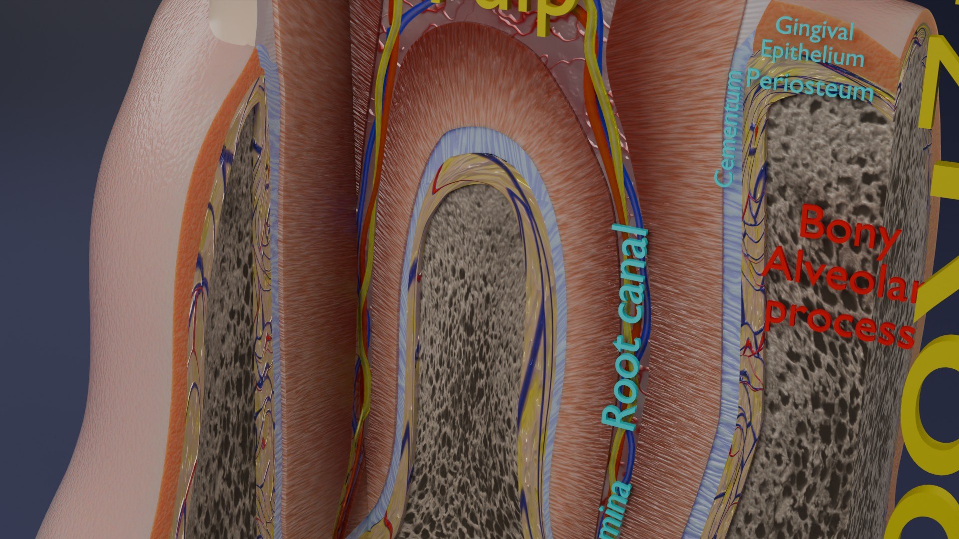 3D Teeth schematic cut sectional labelled https://p.turbosquid.com/ts-thumb/fA/Tx1IQt/Vx/aa0007/jpg/1746437653/1920x1080/fit_q87/444efd0bfb152414ac1e857ca1c1a26af35ab20b/aa0007.jpg
