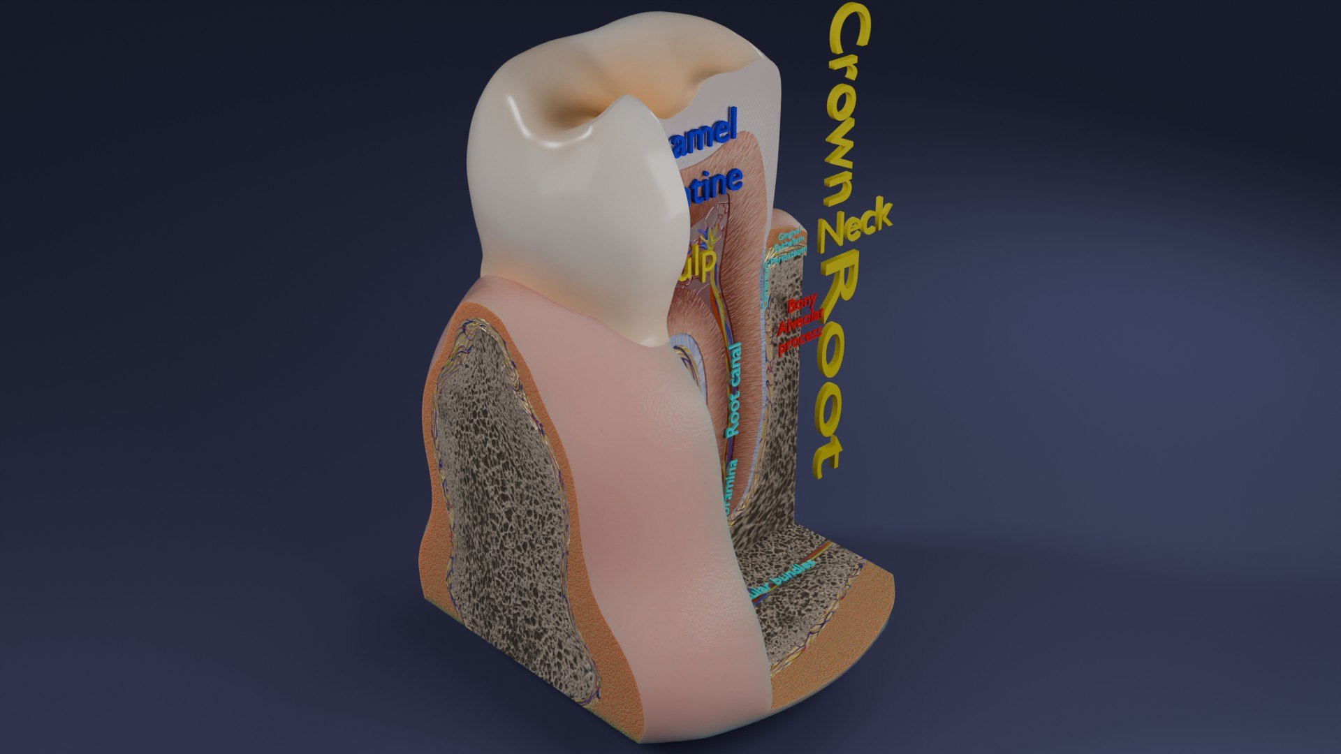 3D Teeth schematic cut sectional labelled https://p.turbosquid.com/ts-thumb/fA/Tx1IQt/gN/aa0003/jpg/1746437648/1920x1080/fit_q87/dc369ebff31675ce3669bebde000fa706e3eca89/aa0003.jpg