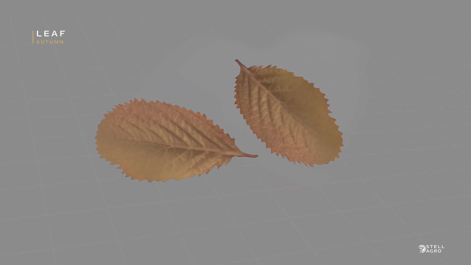 Leaf Autumn Stell Agro 3D model https://p.turbosquid.com/ts-thumb/fA/cZUth1/xC/ssfsf_00000/jpg/1652842533/1920x1080/fit_q87/54255b1a863dee34c73c335988226266e9197831/ssfsf_00000.jpg