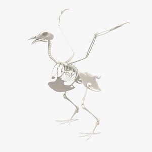 Pigeon Skeleton
