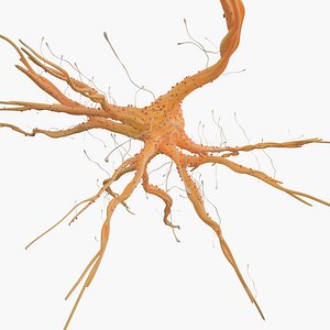 Nerve Cell