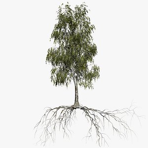 birch summer 5 tree 3D model