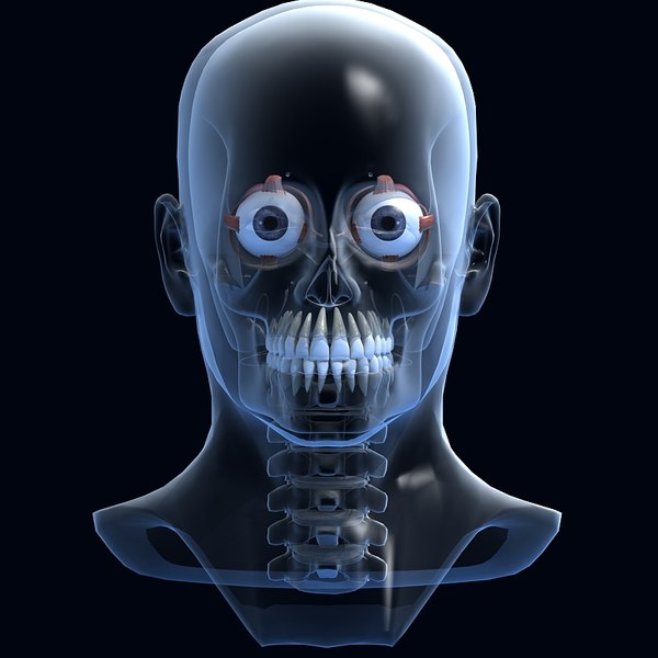 模型Human Model 脊柱可動型骨格モデル 高さ186cm(スタンド含む