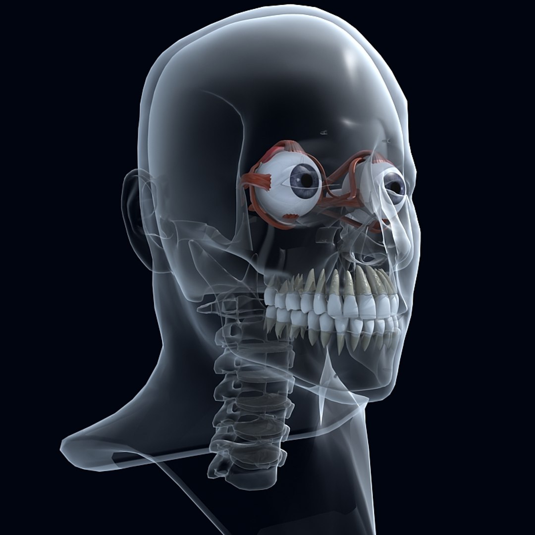 3d Skull Anatomy Model