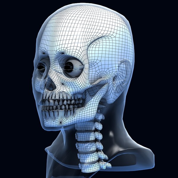 3d skull anatomy model