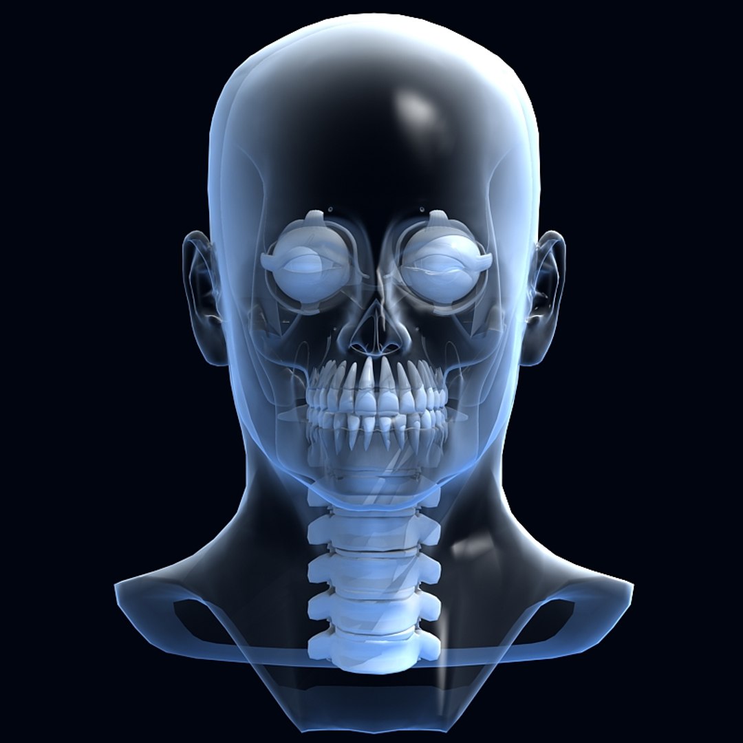 3d Skull Anatomy Model