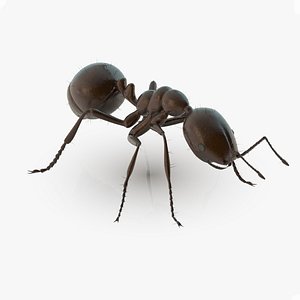 ant rig 3d max
