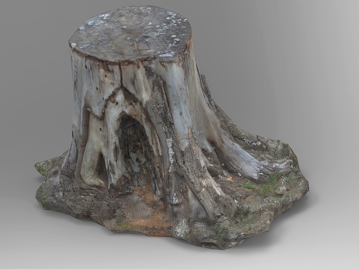 Tree Trunks 1 3D Model - TurboSquid 2219937