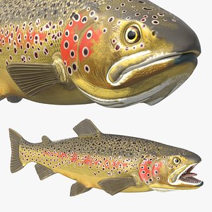 Brown Trout Fish Rigged For Blender