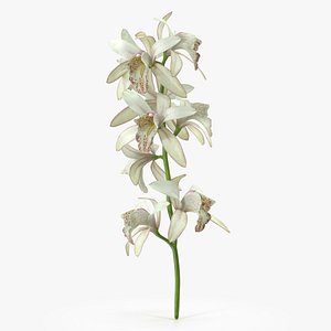 White Orchid Branch Fur 3D