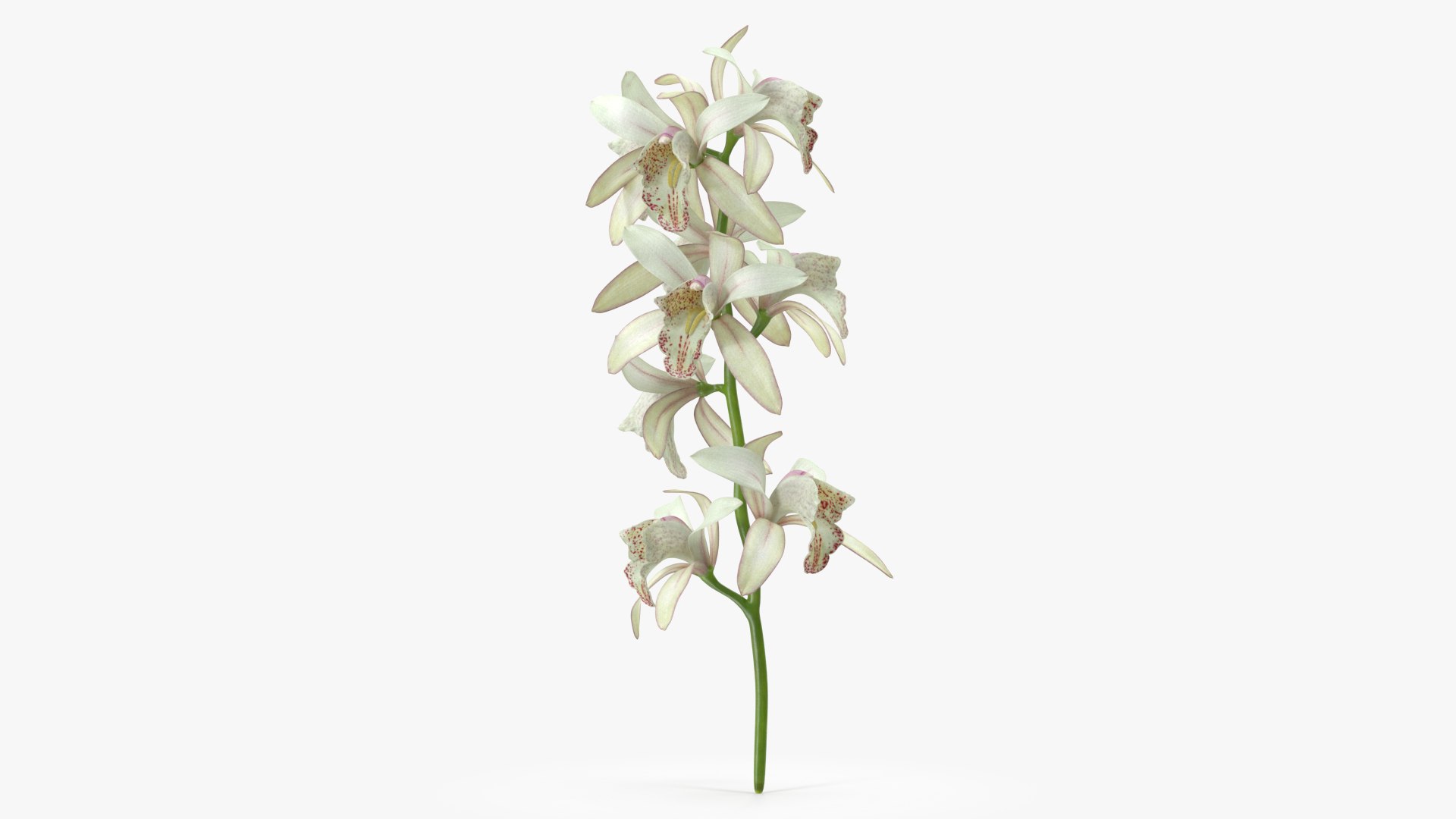 White Orchid Branch Fur 3D model preview