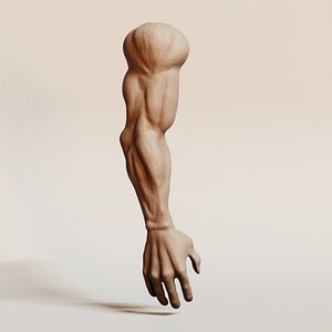 Human Male Arm - Anatomy Muscles Hand and Forearm Mesh model