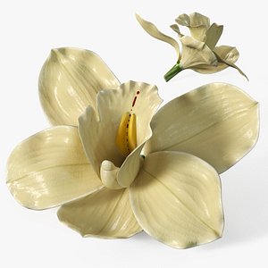 Natural Vanilla Blossom for Extraction model