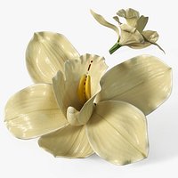 Natural Vanilla Blossom for Extraction